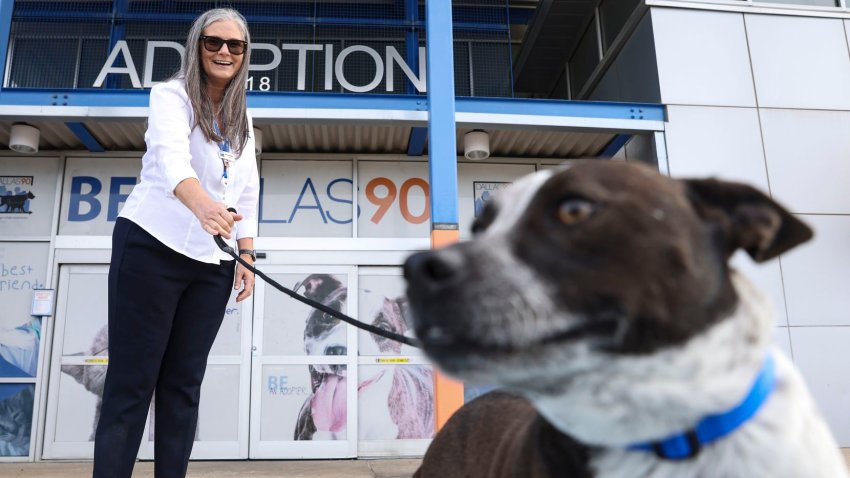 Melissa Webber, Director of Dallas Animal Services, poses with an adoptable dog, Wednesday, Nov. 2, 2022, in Dallas. Webber began as the permanent director of Dallas Animal Services 10 months ago.